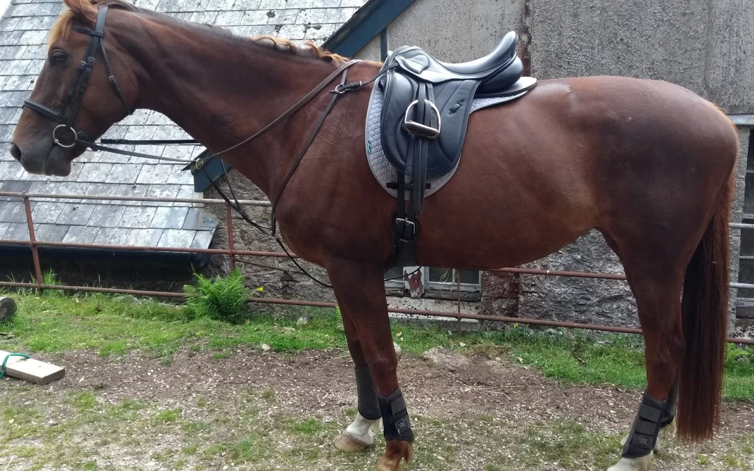 Saddle Update